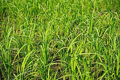 传闻：《命运》手游仍在开发中 更名为《命运：崛起》